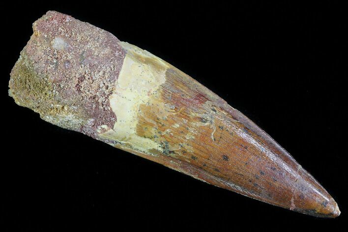 Spinosaurus Tooth - Excellent Tip & Enamel #81060